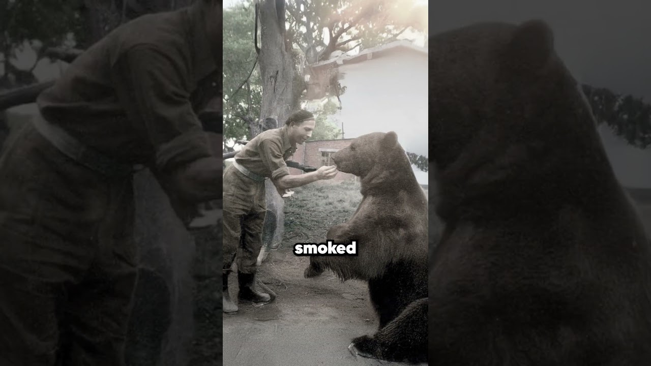 The Bear That Fought The Nazis 😲