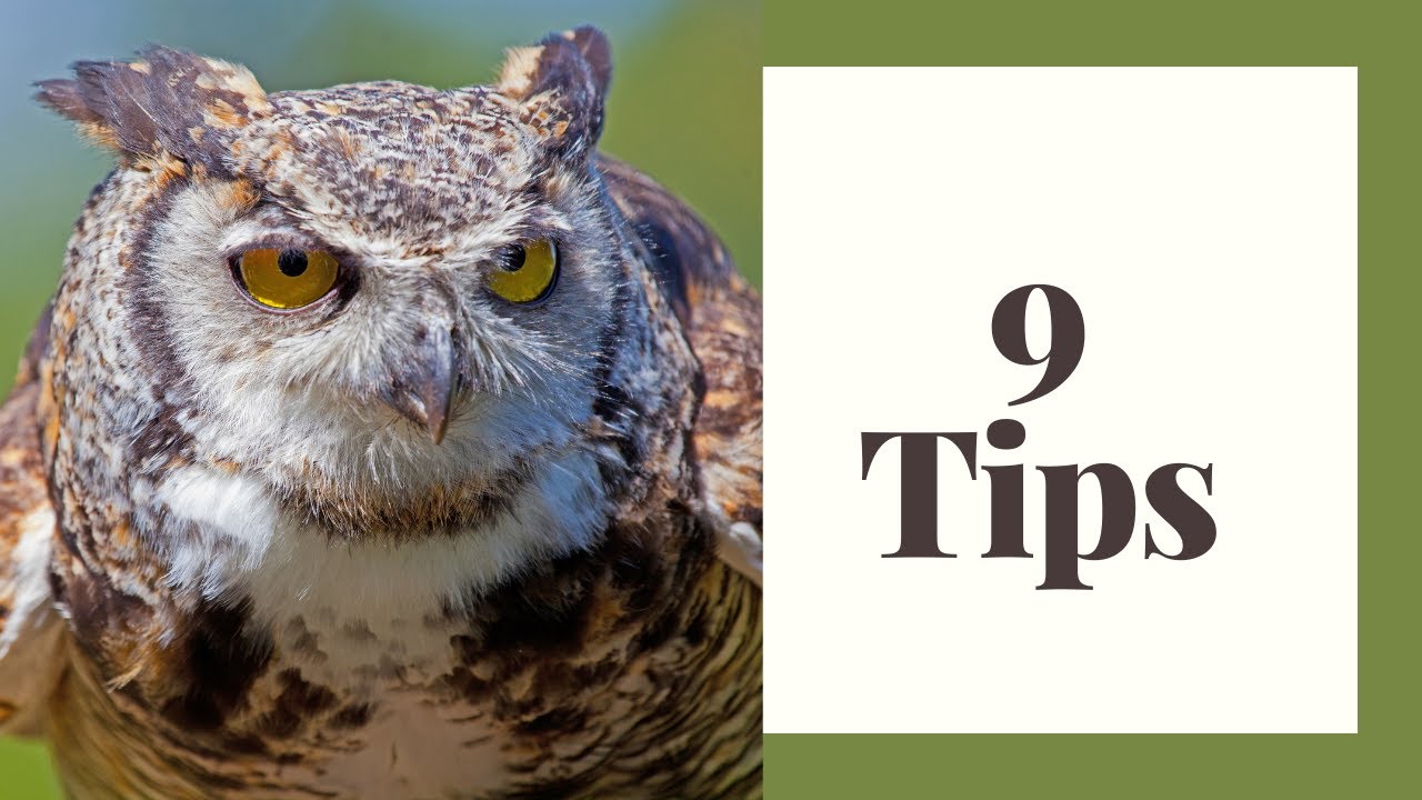 9 Tips for Finding Owls In The Wild