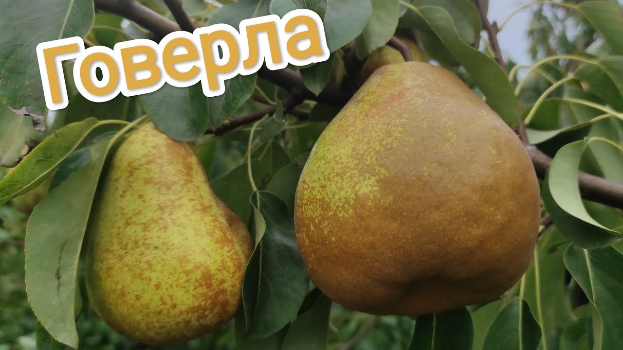Груша Говерла 