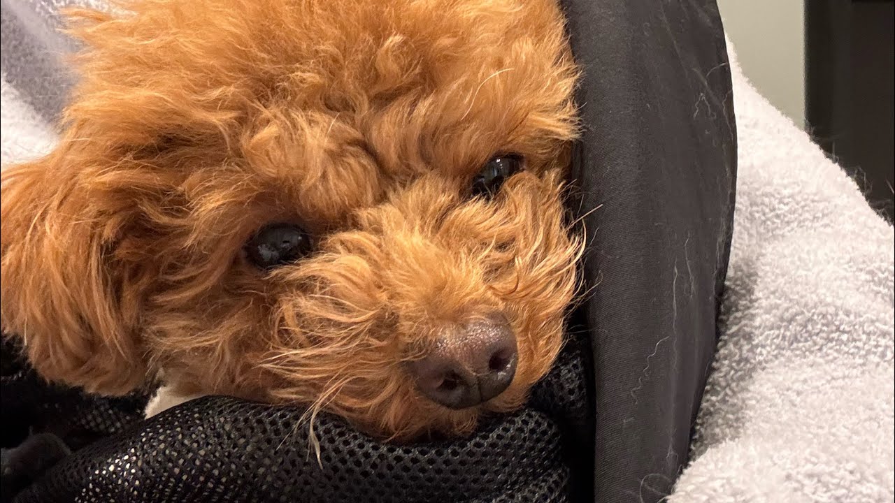 風邪で仕事休んだー