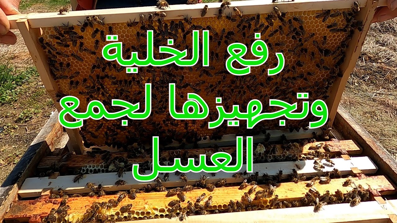 رفع وتجهيز الخلية لجمع العسل .