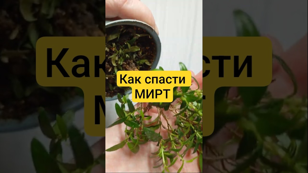 ✨ &laquo;Мирт снова сбрасывает листья? Фитильный полив может спасти!&raquo;