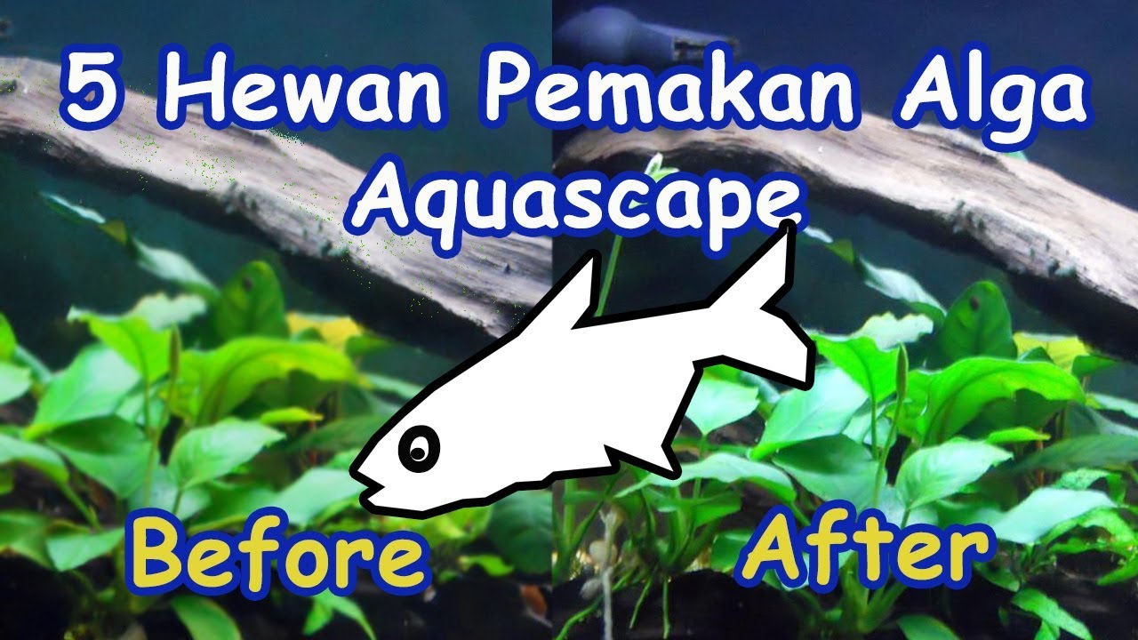 5 Hewan Pemakan Alga Aquascape Berharga Murah