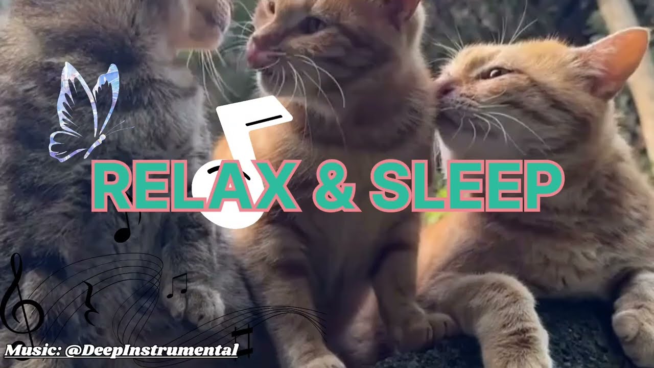 Nature Sounds with Soft Piano | Peaceful Cats, Chickens & Ducks