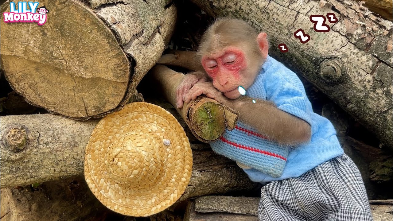 Monkey Lily helps Dad buy milk and then...| Lily's story
