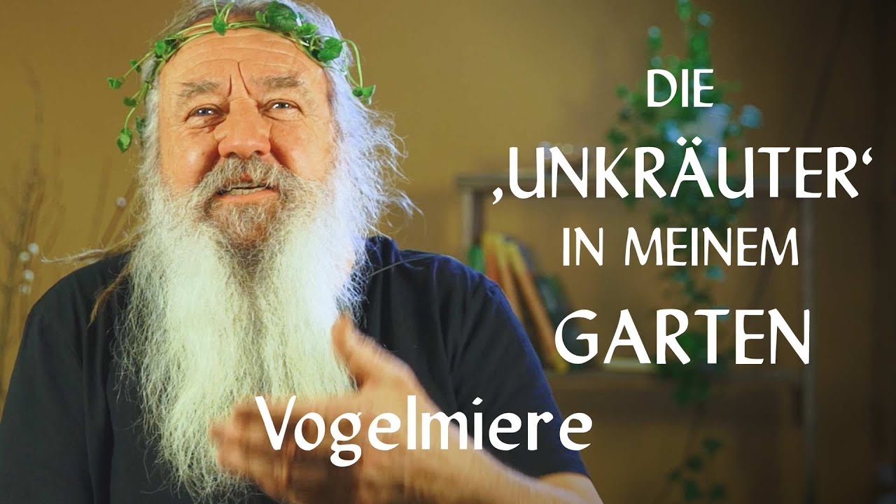Die &sbquo;Unkr&auml;uter&lsquo; in meinem Garten: Vogelmiere