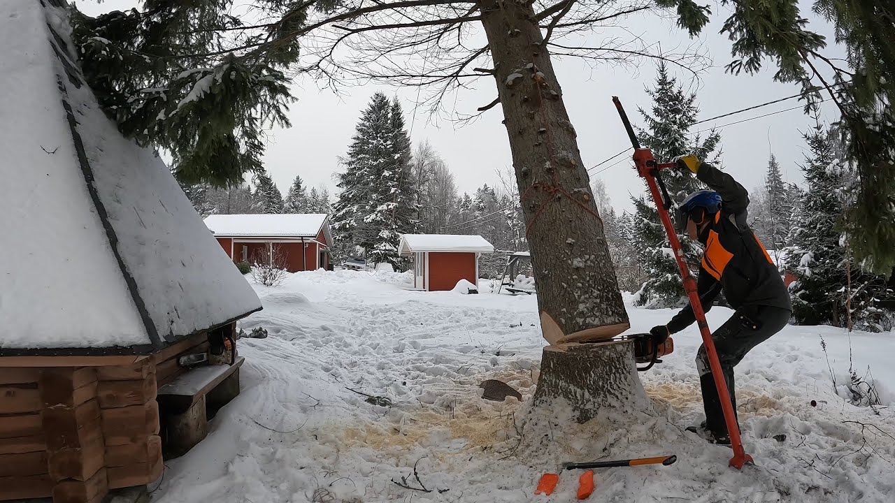 Isojen kuusien kaatoa. Vetoköyden asennusta heittonarulla.