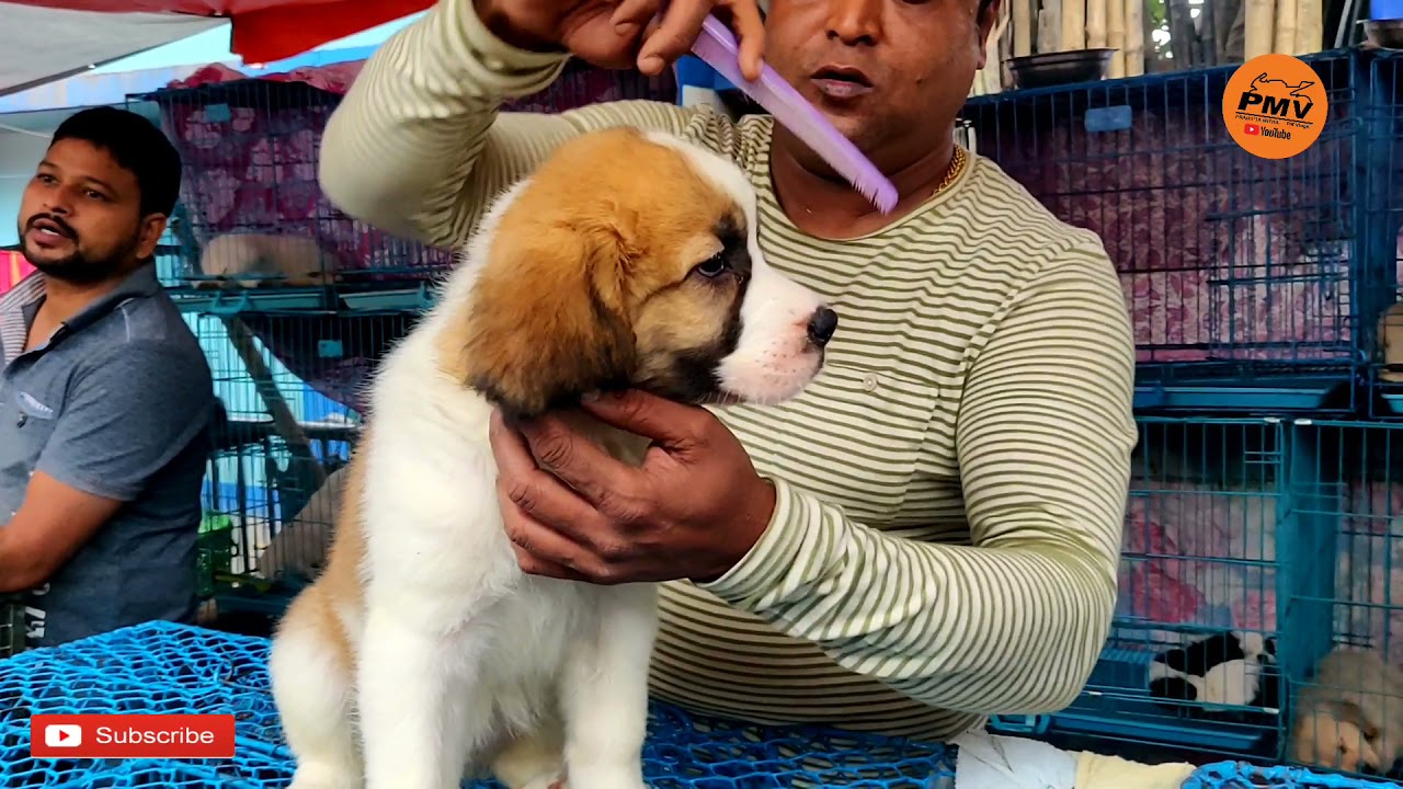 RECENT DOG PUPPY PRICE AT GALIFF STREET PET MARKET KOLKATA | CUTE DOG PUPPY