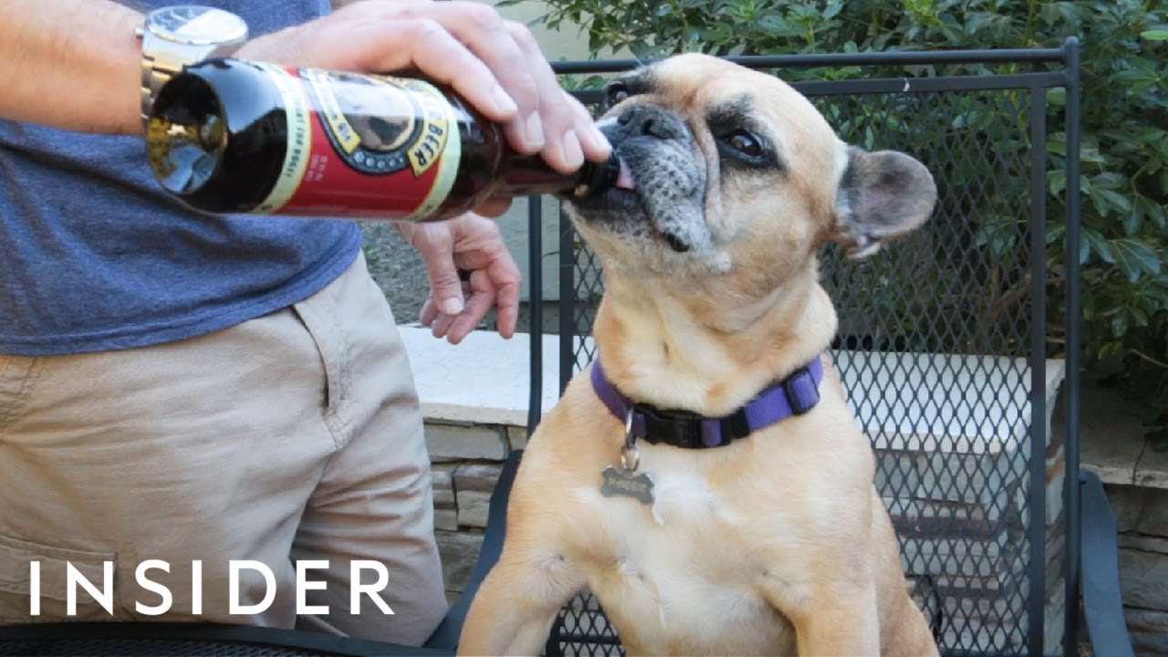 Dogs Can Drink This Beer