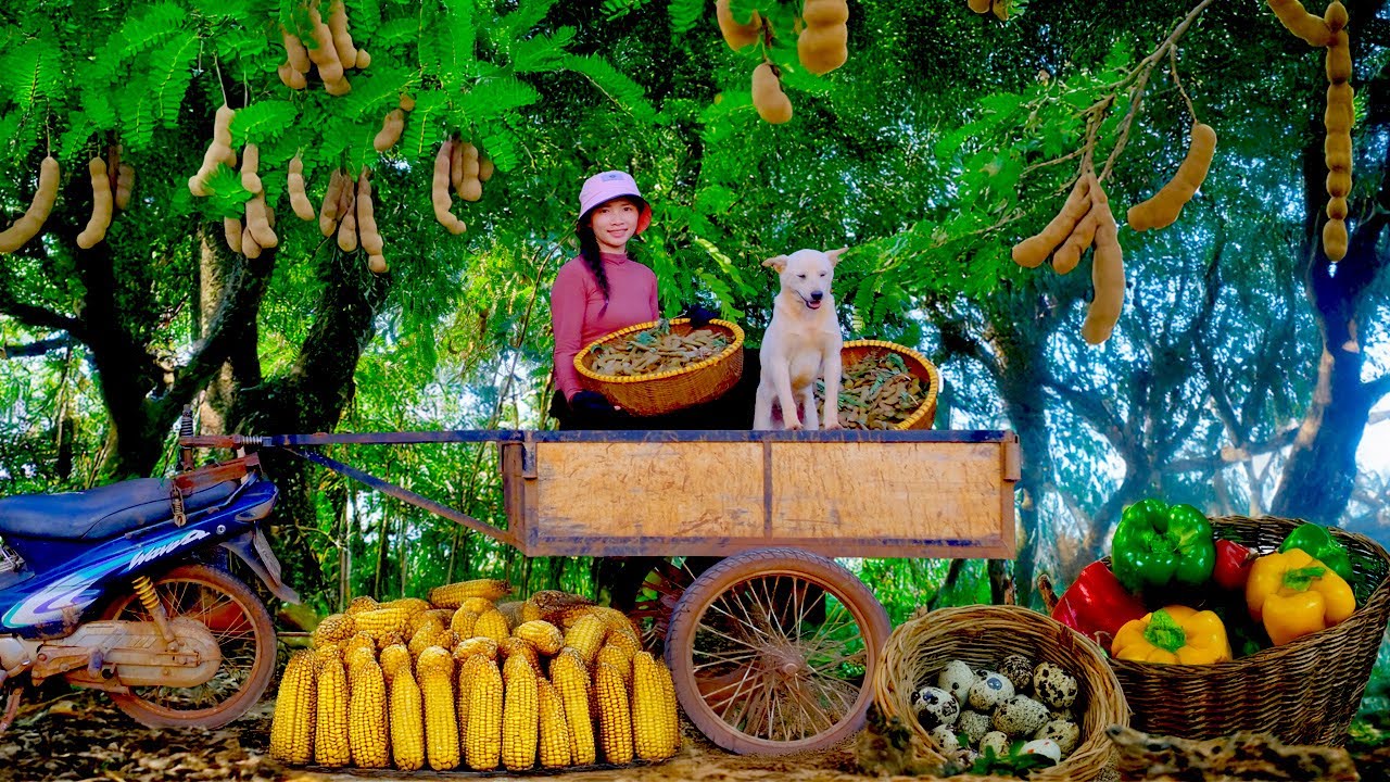 Country Girl Harvests: Tamarinds, Quail Eggs, Boiled Corn, Yellow Bell Peppers To Sell At The Market