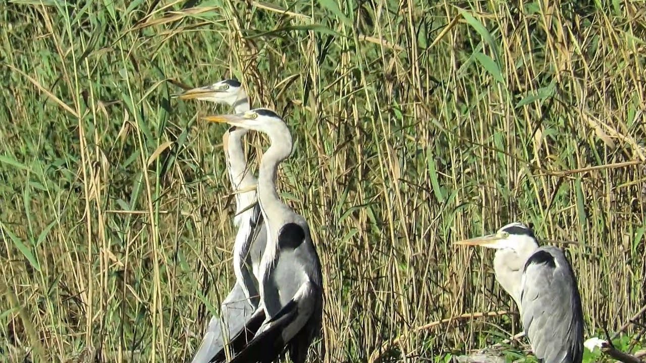 St Lucia Experience - 23 December 2025 - Best Bird Party 2025