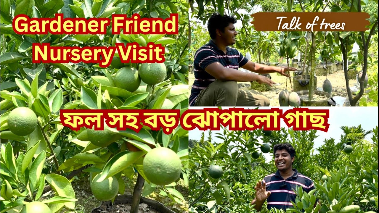 Gardener Friend Nursery | Online nursery visit | ফল ধরা ঝোপালো বড় গাছ | Talk of trees