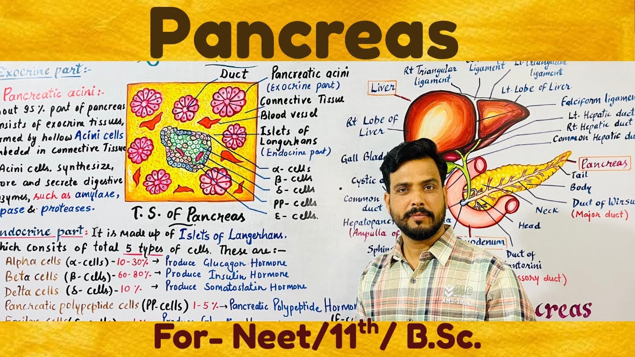 Pancreas:Structure,Anatomy,Physiology & functions| Human digestive system