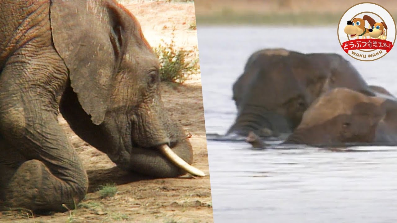 【ゾウの泳ぎ方がスゴい】乾季にあえぐ巨大ゾウたちがアフリカの大河を渡る！決死の渡河大作戦の行方は…【どうぶつ奇想天外／WAKUWAKU】