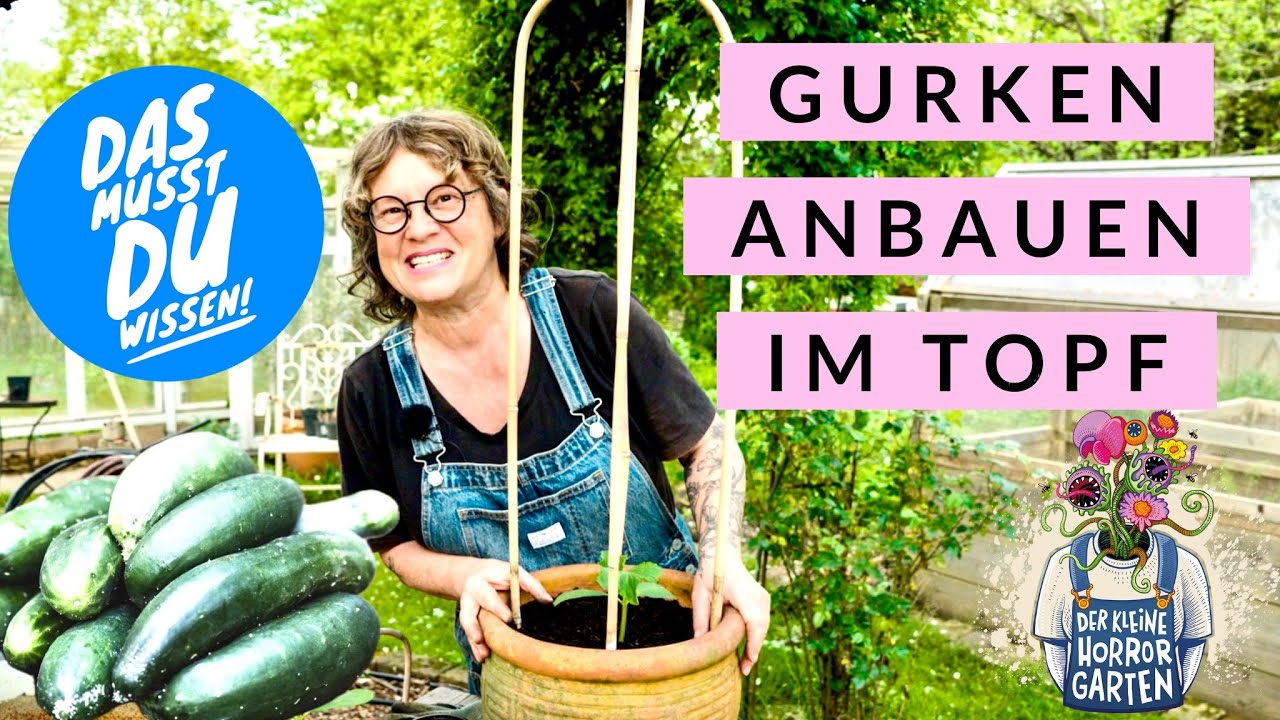 Gurken anbauen im Topf das musst du wissen I der kleine Horrorgarten