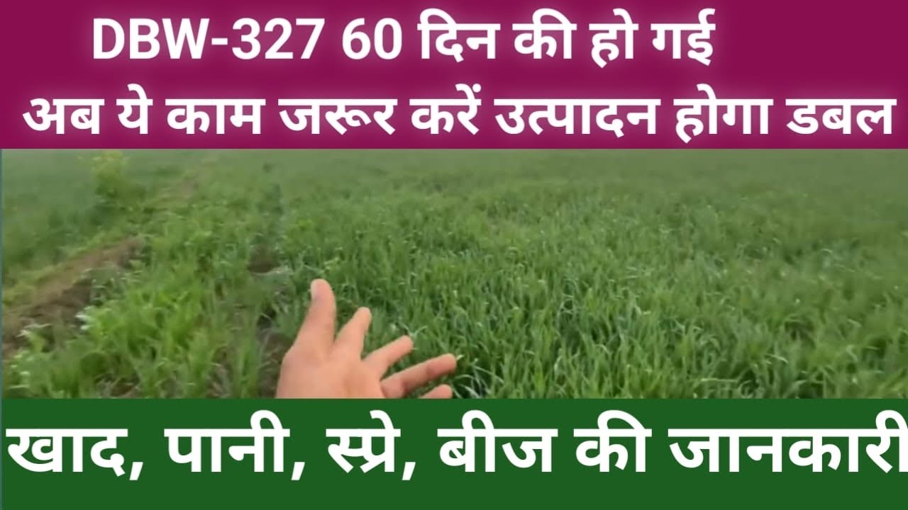 DBW-327 60 दिन की हो गई उत्पादन 30 किं/एकड#agriculture #wheatfarming #wh-1270