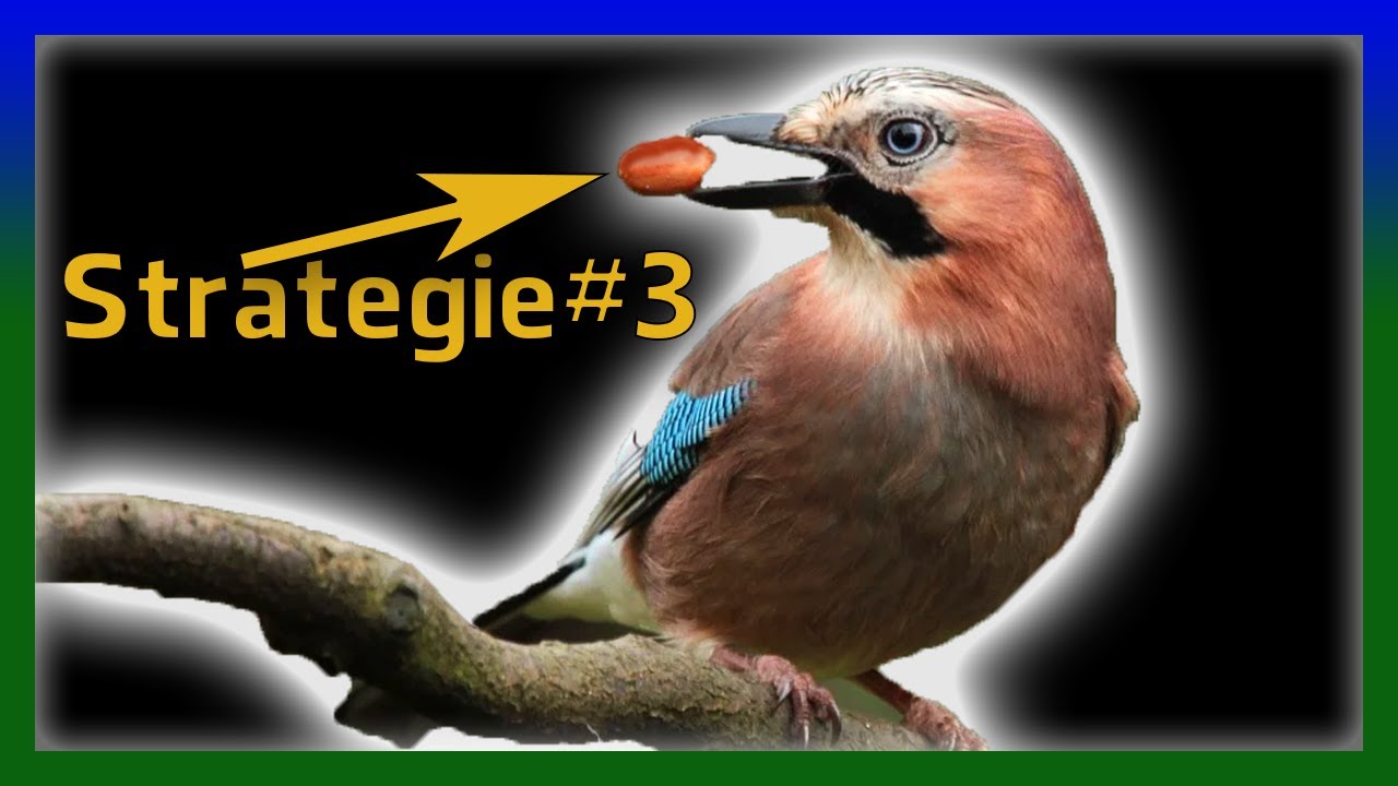Wie überleben Vögel den Winter? - 5 (+2) schlaue Strategien!