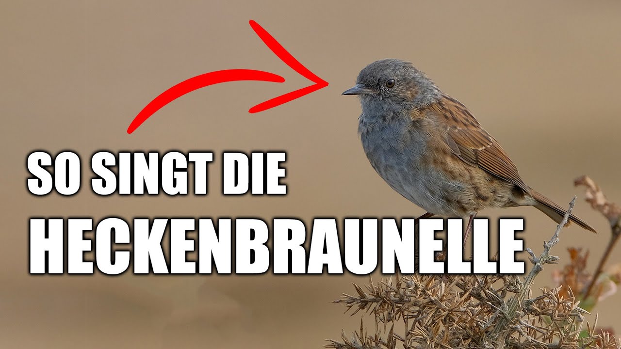Heckenbraunelle - Vogelstimmen lernen