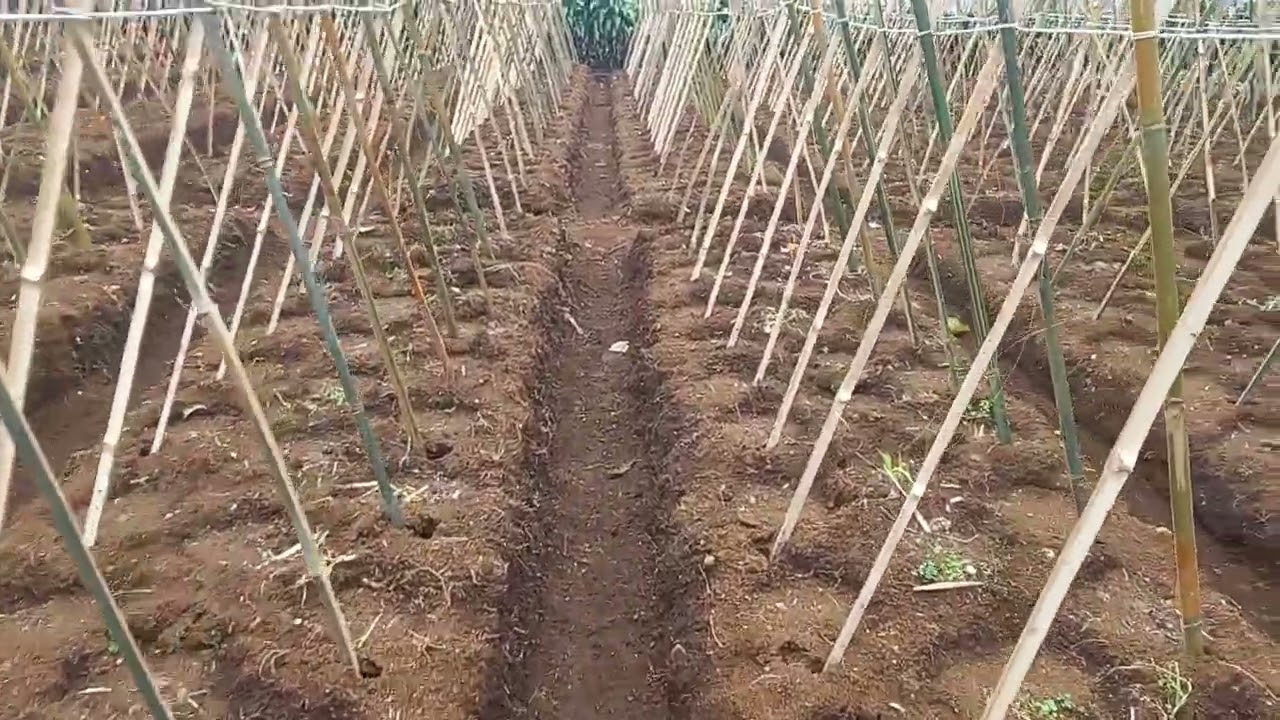 Modal Bertanam Bonteng atau Timun