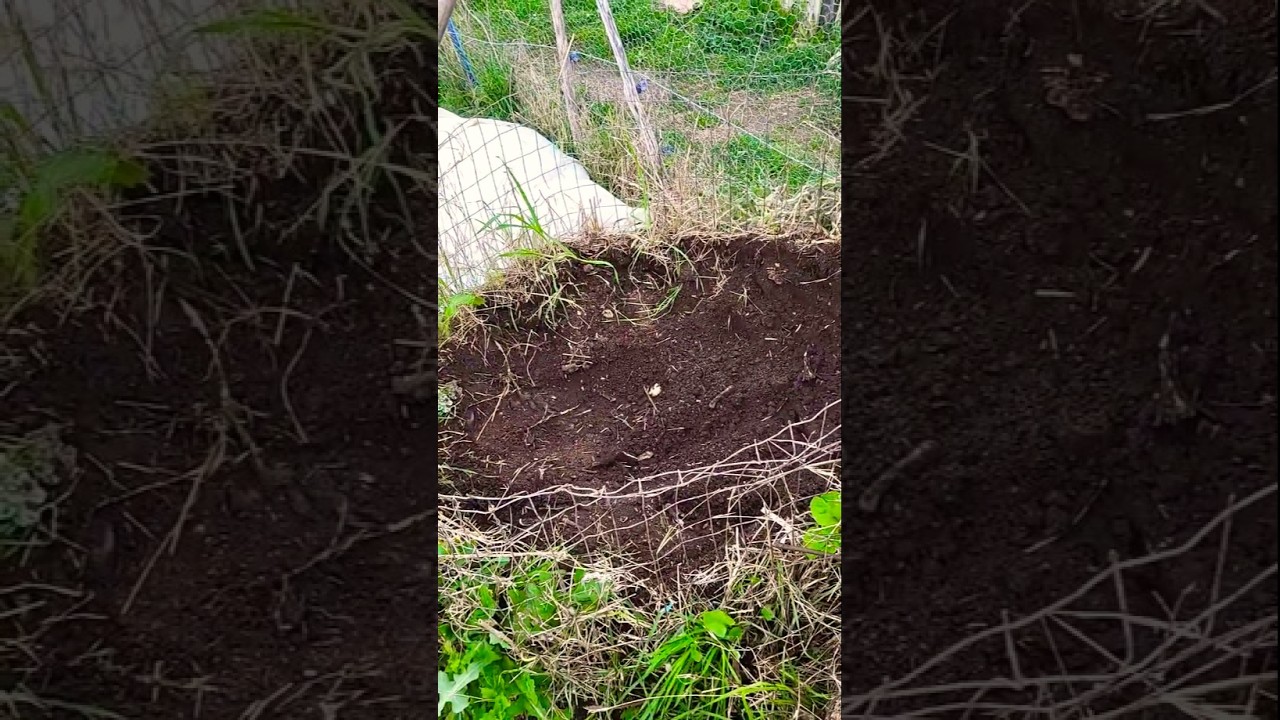 Come Creare il Compost PERFETTO per il Tuo Orto in 5 Minuti!
