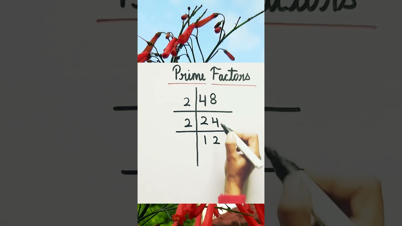 prime factors by division method | prime factors of 48 #shorts #maths #primefactors #lcm