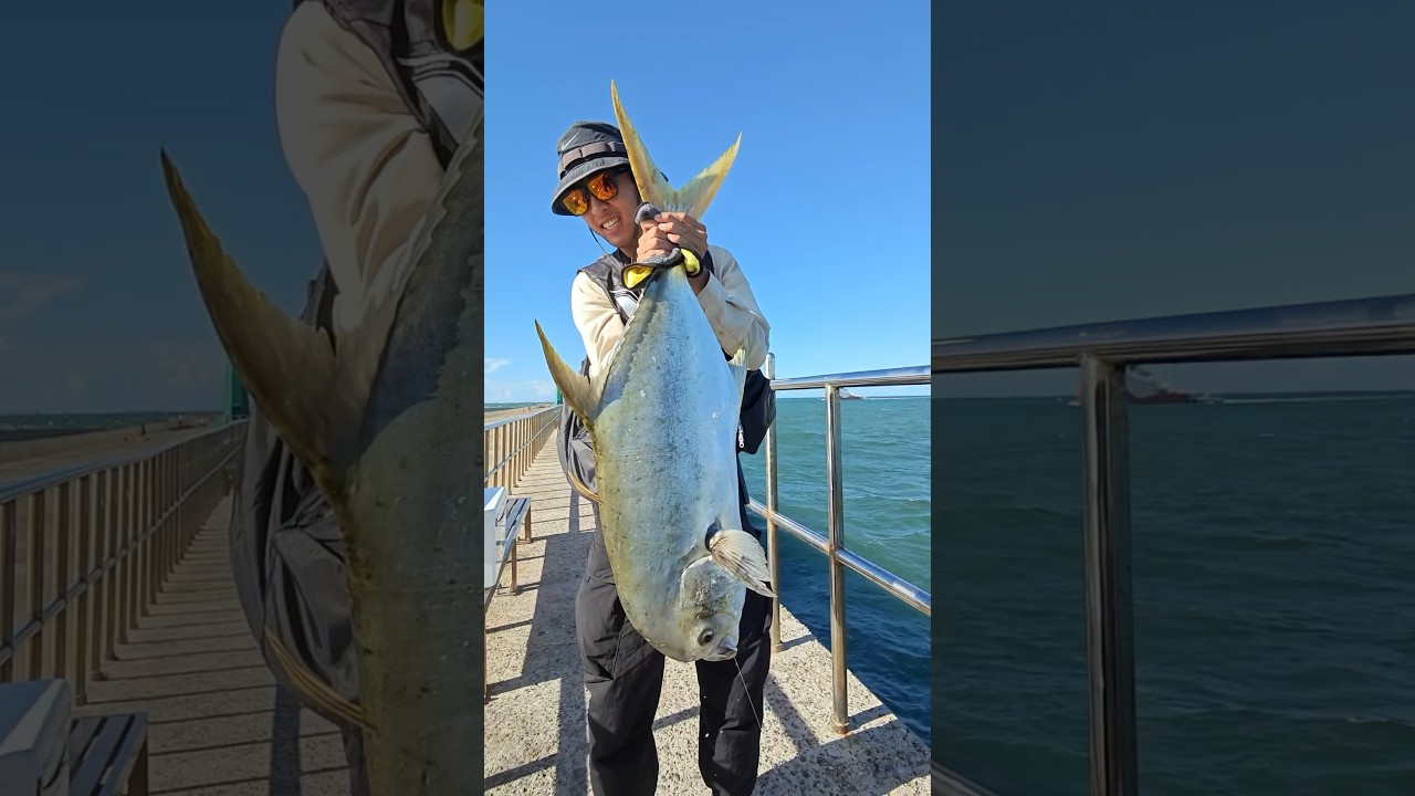 安平｜麵線竿vs米級紅沙！ #rockfishing #fishing #安平 #磯釣 #磯釣り #紅沙 #金鯧 #熱門 #推薦