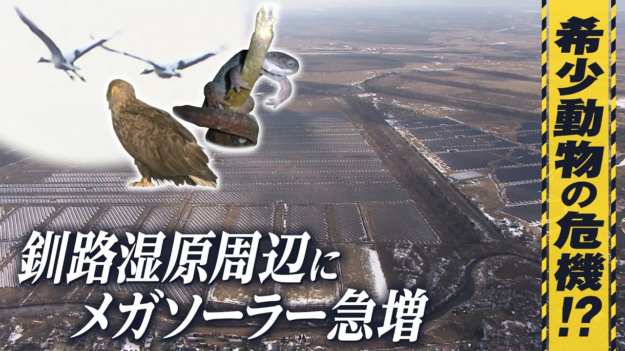 希少動物の危機!?　釧路湿原周辺にメガソーラー　条例制定前に“駆け込み建設”　反対の声に渦中の業者は…