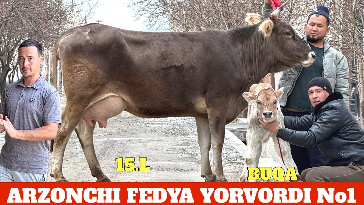ARZONCHI FEDYA YONDIRADI🔥SHVETLAR MAKONI⭐️BOLASI BUQA SUTDOR😳YOSH SIGIRLAR