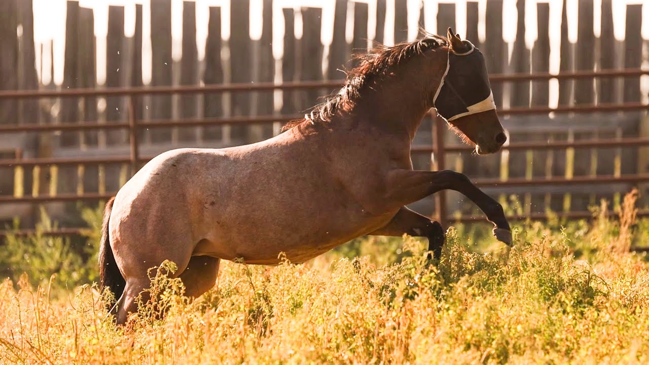 Quarter horses playing SLOW MOTION #gallodelcielo #zipposmrgoodbar #aqha