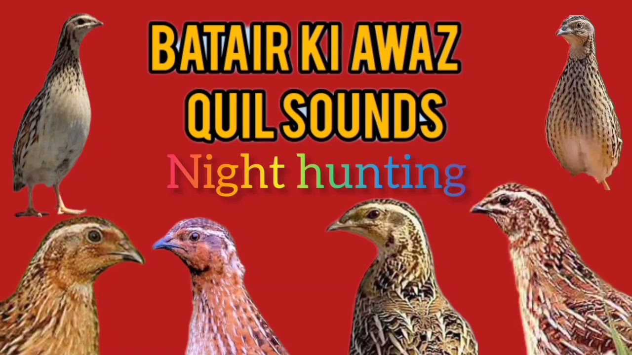 топлама солмок бедана Садои бедонабедана сайраши Quail sounds Batair ki awaz بٹیروں کی آواز