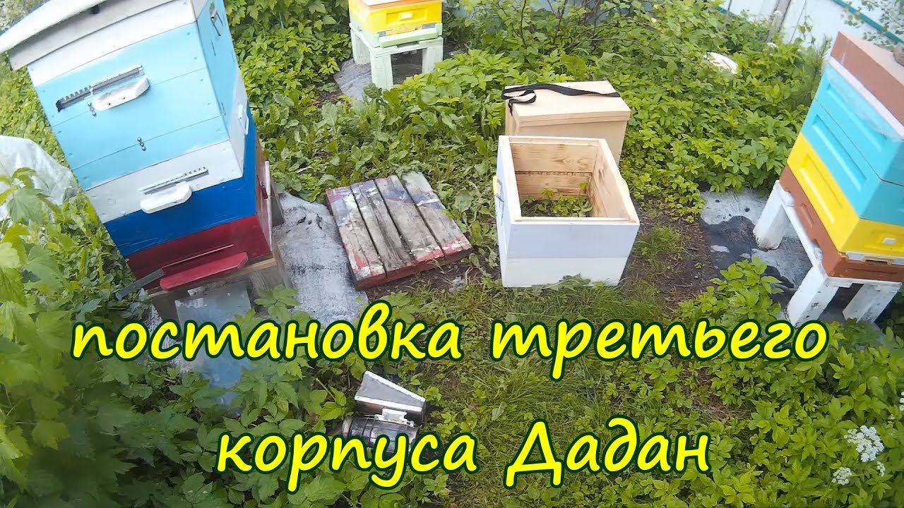 пчеловодство, постановка 3 корпуса дадан, расширение семьи