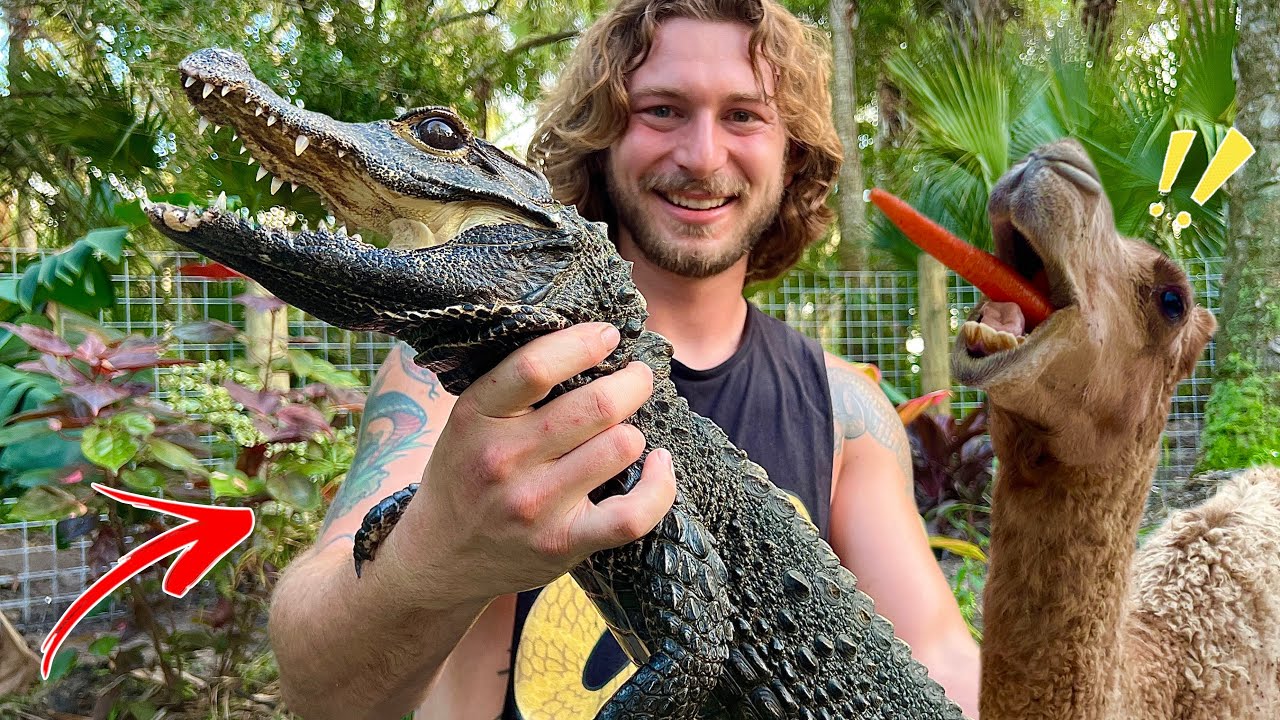 Camels get NEW Home + NEW CROCODILE!