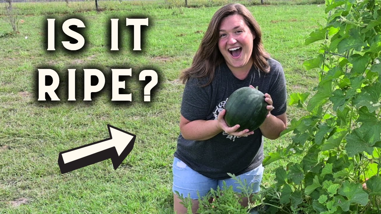 4 Easy Ways to Spot a Ripe Watermelon!