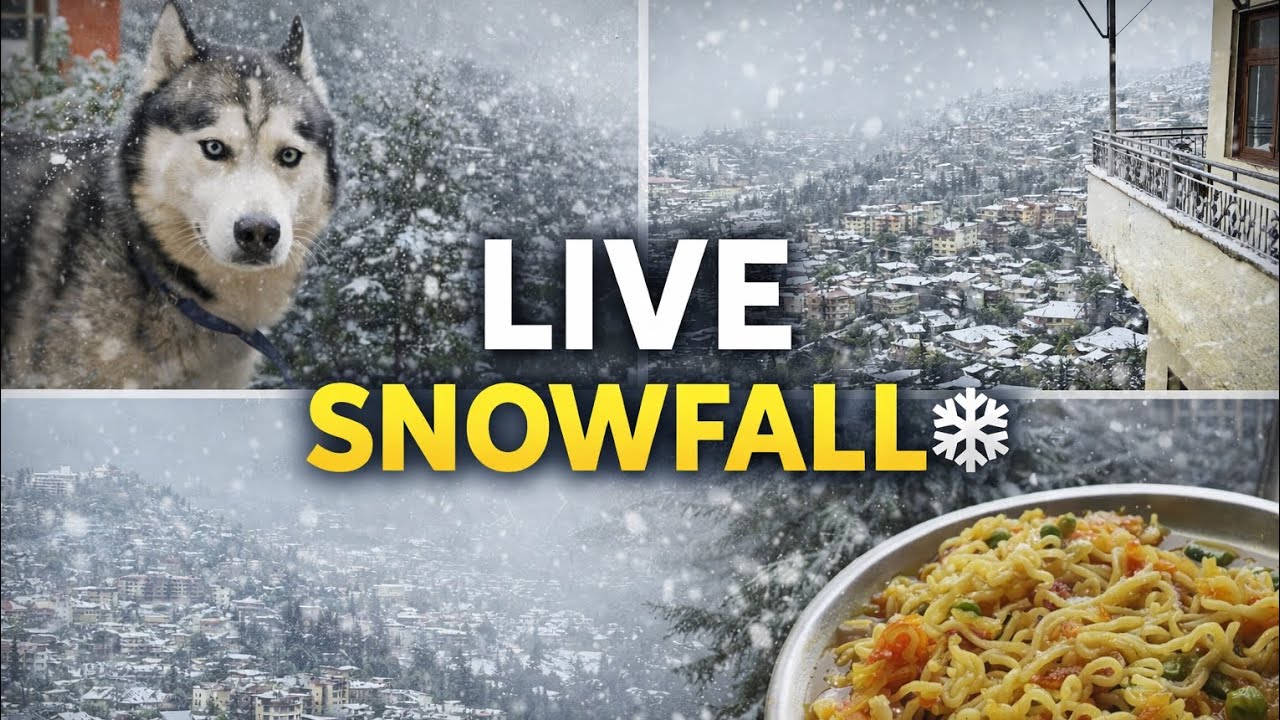 Live Snowfall in Shimla ❄️❤️ | Pure Winter Vibes with Maggie And Husky ❄️