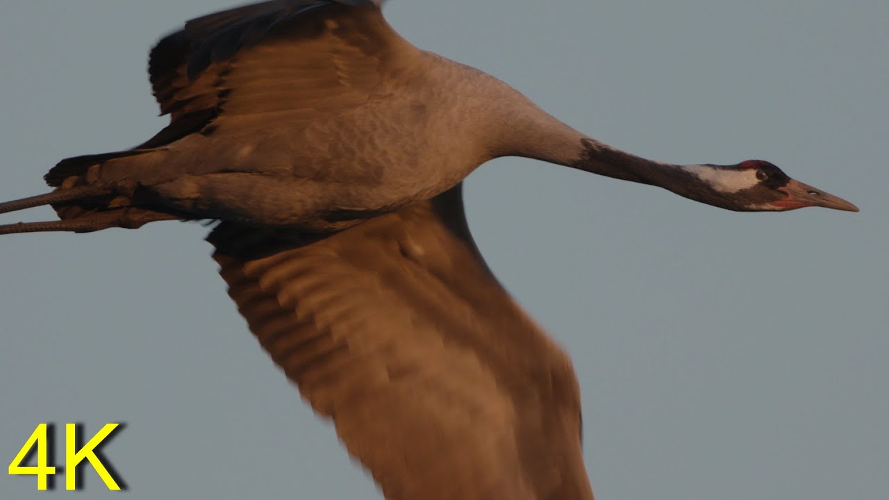 Crane in flight and resting