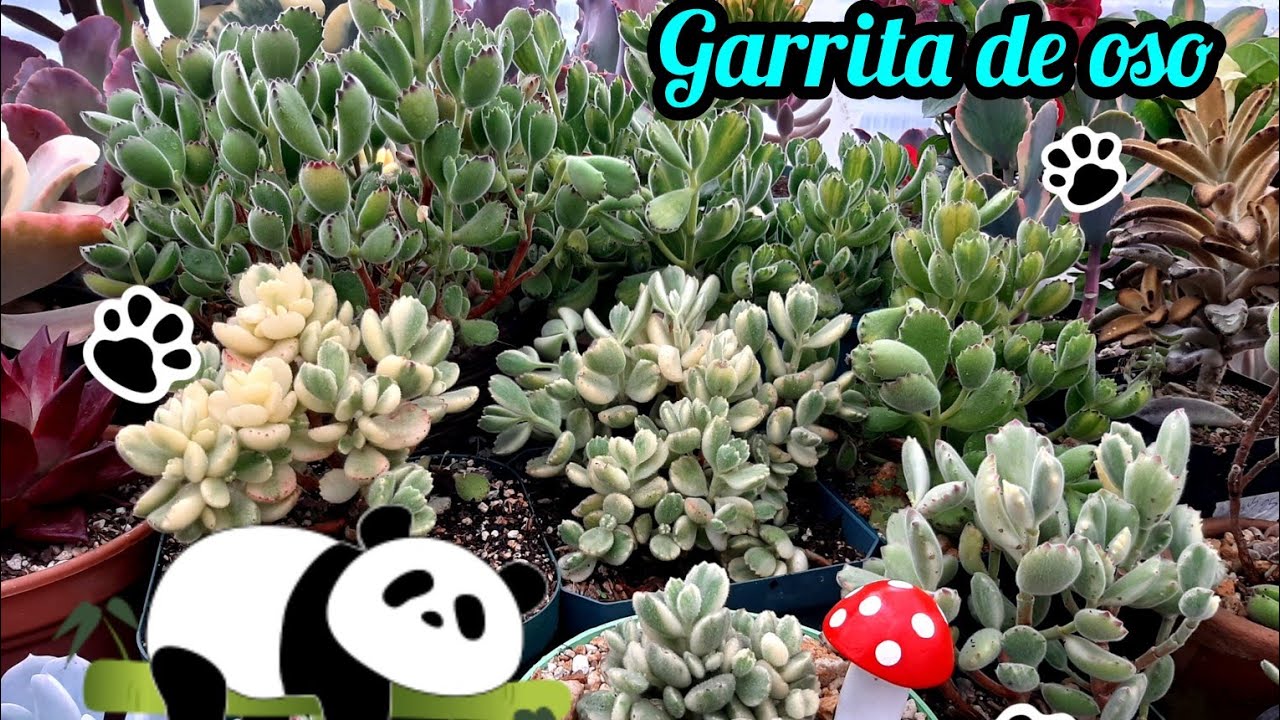 5 clases de garritas de oso//cotyledon tomentosa//cuidadosy todo sobre ellas
