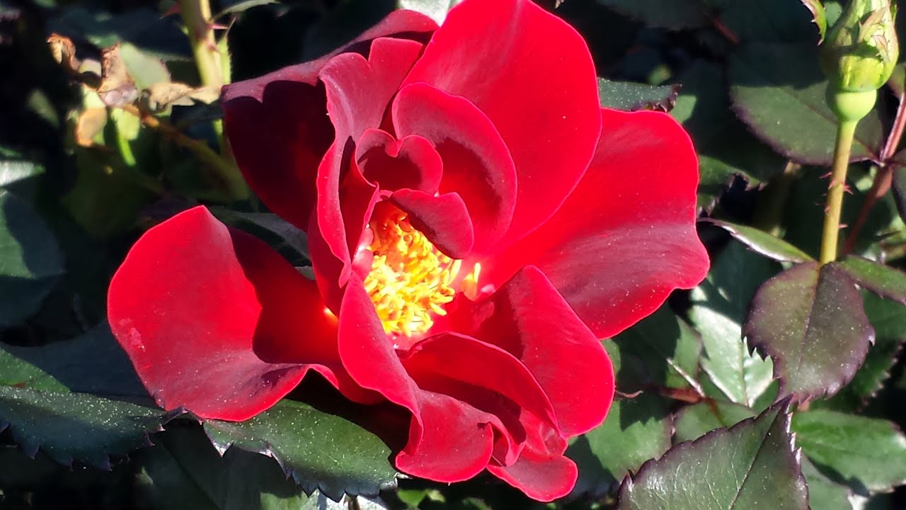 Rose Miracle on the Hudson® - Amazing, Award Winning, Easy to Grow Rose  .