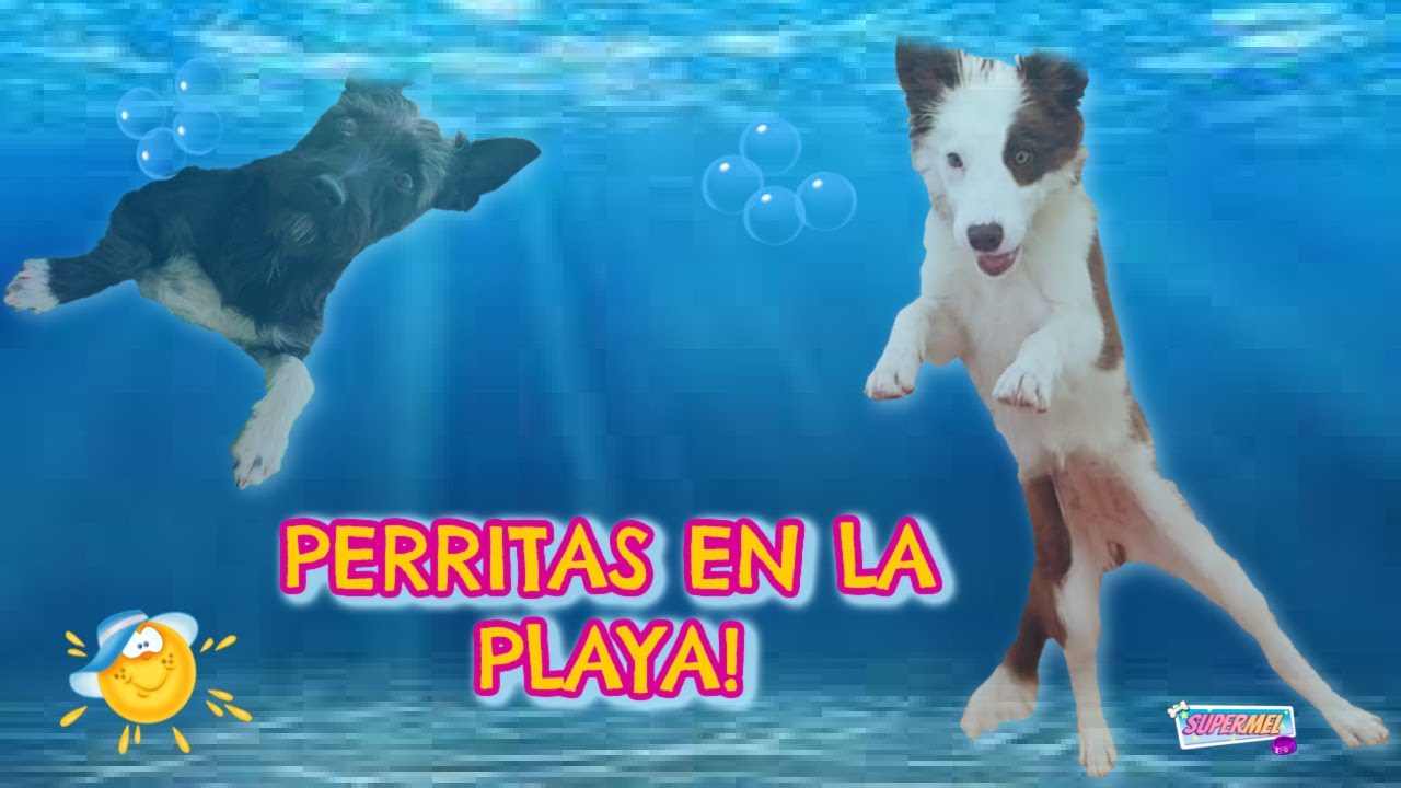 PRIMER Día de mi PERRO en la PLAYA y en el RÍO! Mel y Lana