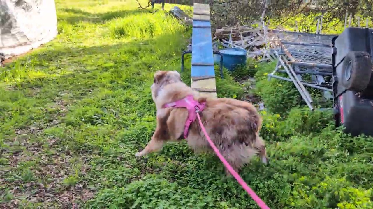 Opal Guarding A Napping Chicken - The Extremely Long Version