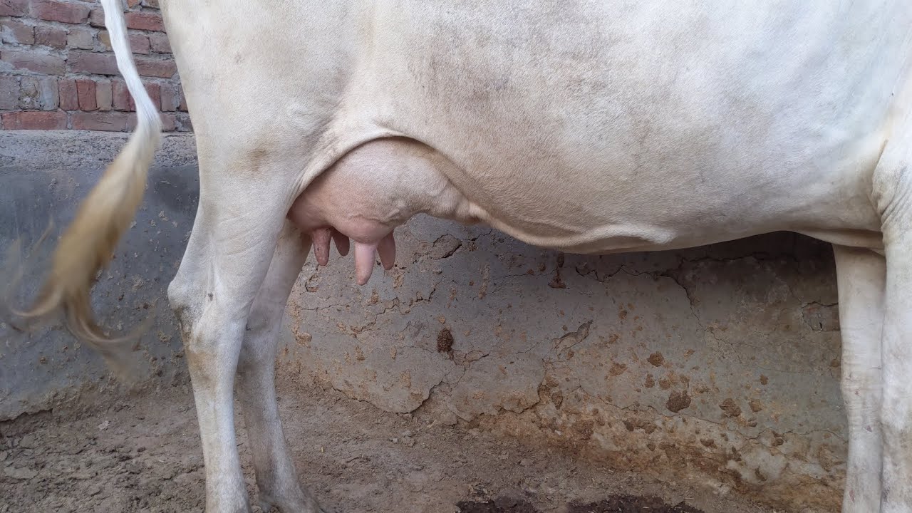 jersey chulistani cross cow for sale in Pakistan on YouTube Anmol Punjab tv/ 03/05/2023