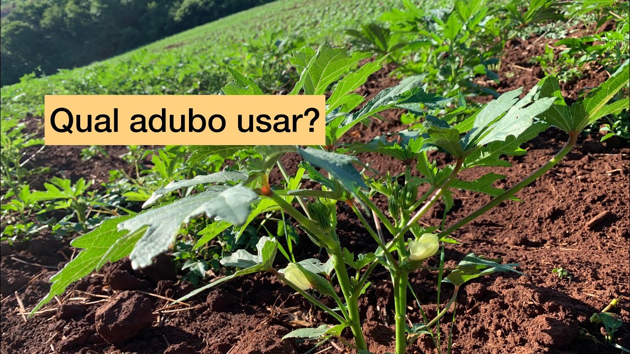 Qual Adubação Foi Feita No Cultivo Do Quiabo//#agro EP 06