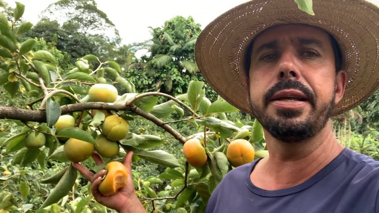 Caqui fuyu, caqui sem cica ou marra ! Pode pegar e comer diretamente do pé ! #roça #sitio #caqui 