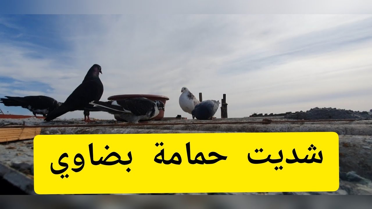 كيفاش طير حمام في نهارو/شديت 3 حمامات من كازا
