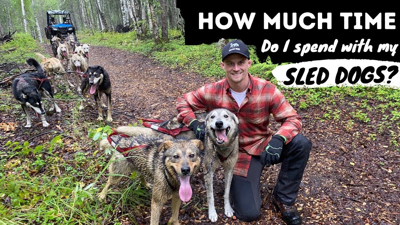How Much Time I Spend with My Sled Dogs