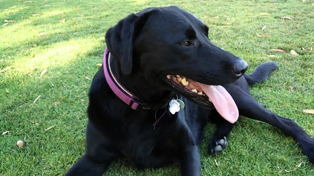 Black Labrador's giant tongue, in HFR mode