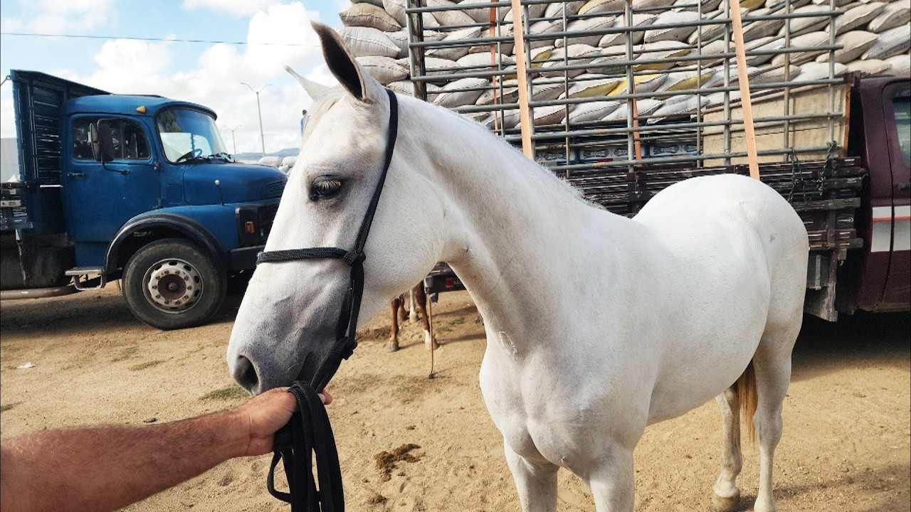 FEIRA DE CAVALOS EM CARUARU-PE  17-03-2026 #nordeste