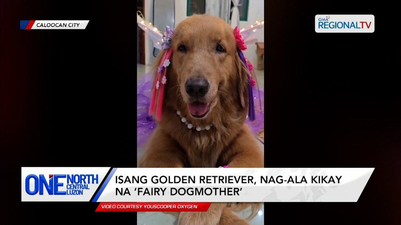 Isang golden retriever, nag-ala kikay na ‘fairy dogmother’ | One North Central Luzon