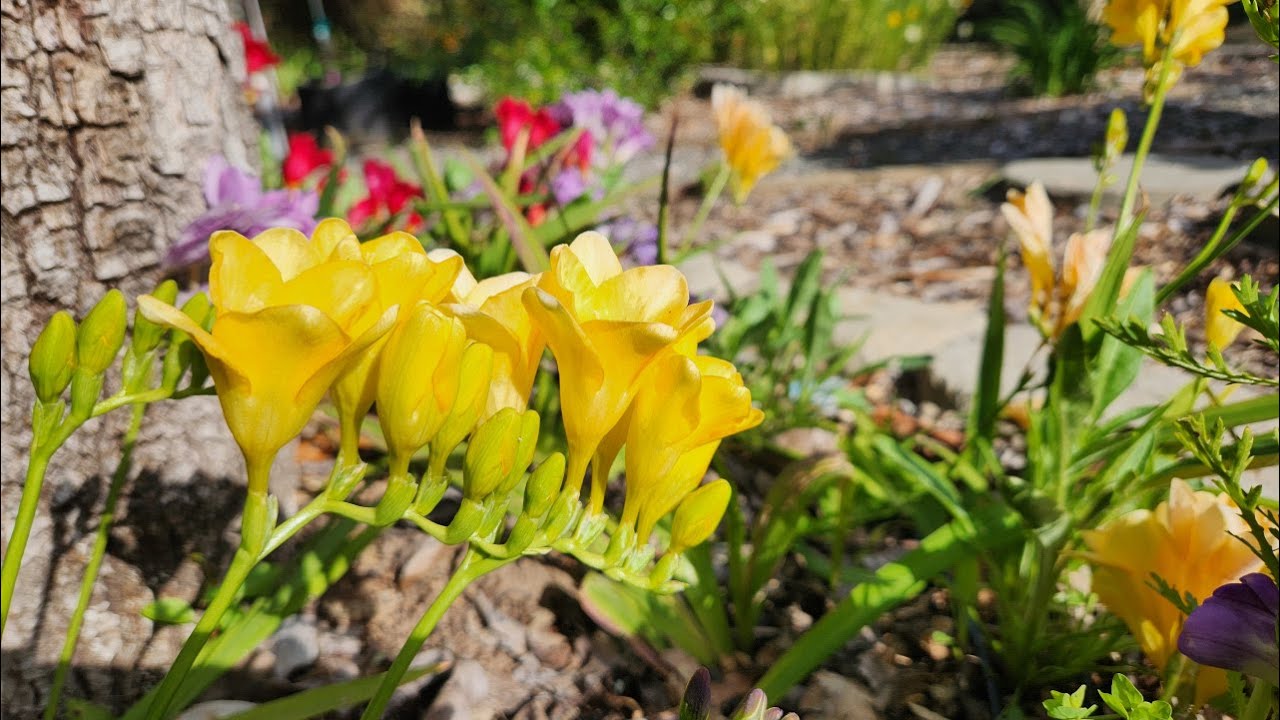 Growing Freesia from bulbs (with all updates)