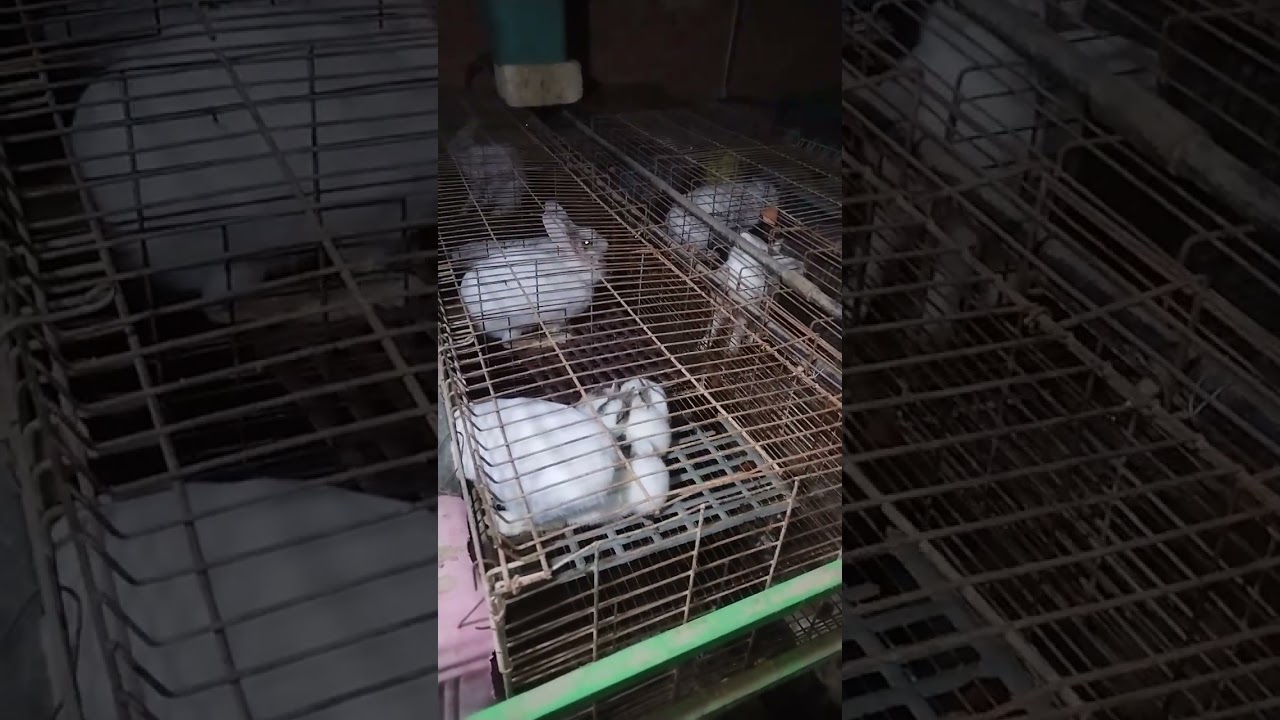 ممكن اعمل مشروع ايه تاني جنب الأرانب 