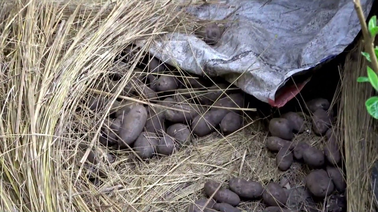 REPORTAJE LAGUNA POZO PATA - PANAO PACHITEA HUANUCO